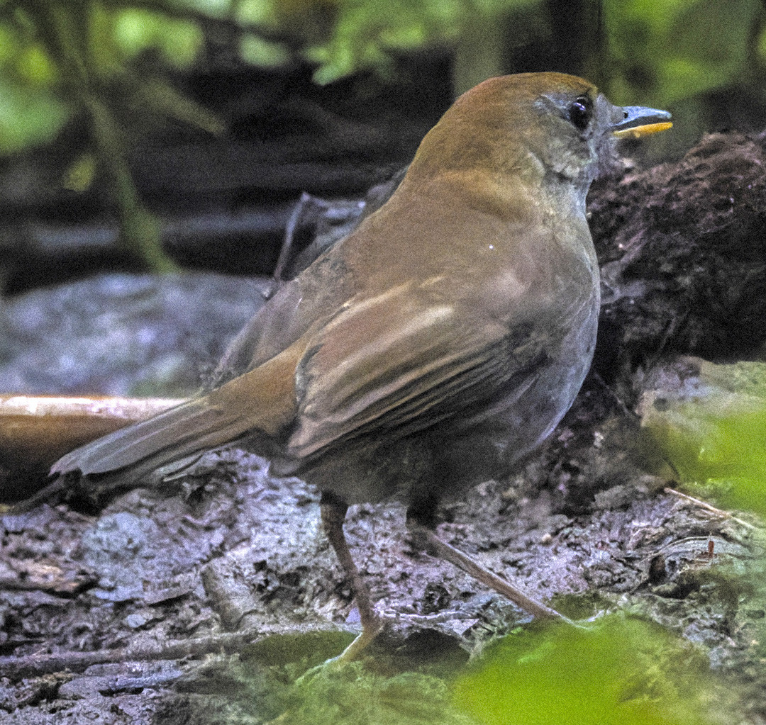 image Ruddy-capped Nightingale-Thrush